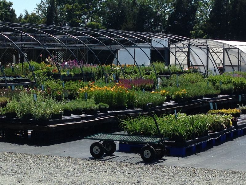 Frank’s Perennial Border WinstonSalem, NC Plants